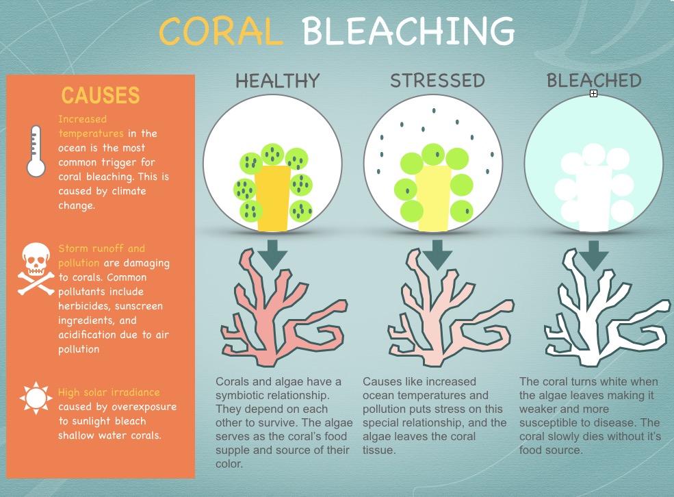 Sunscreens_coral-bleaching