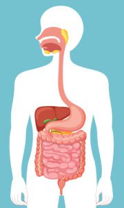 Benefits of Probiotics for general health