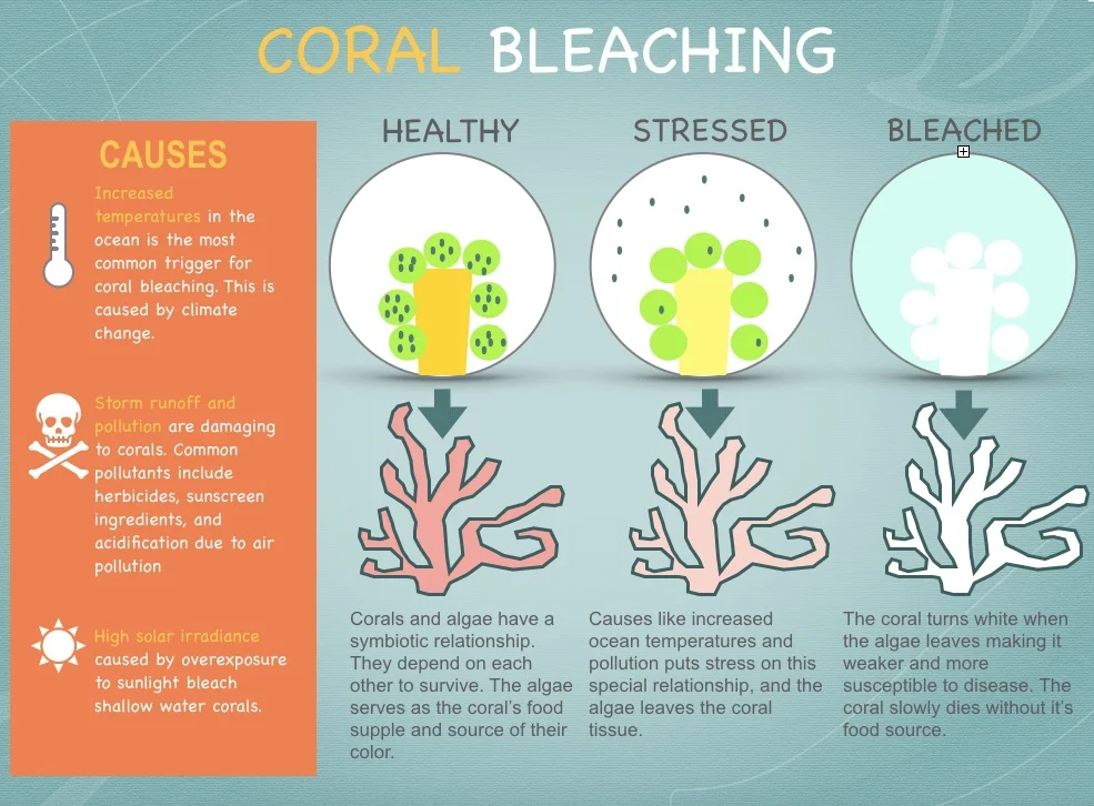 Sunscreens_coral-bleaching